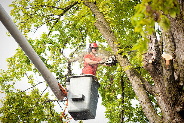 Tree Service Company in West Clarkston Highland, WA